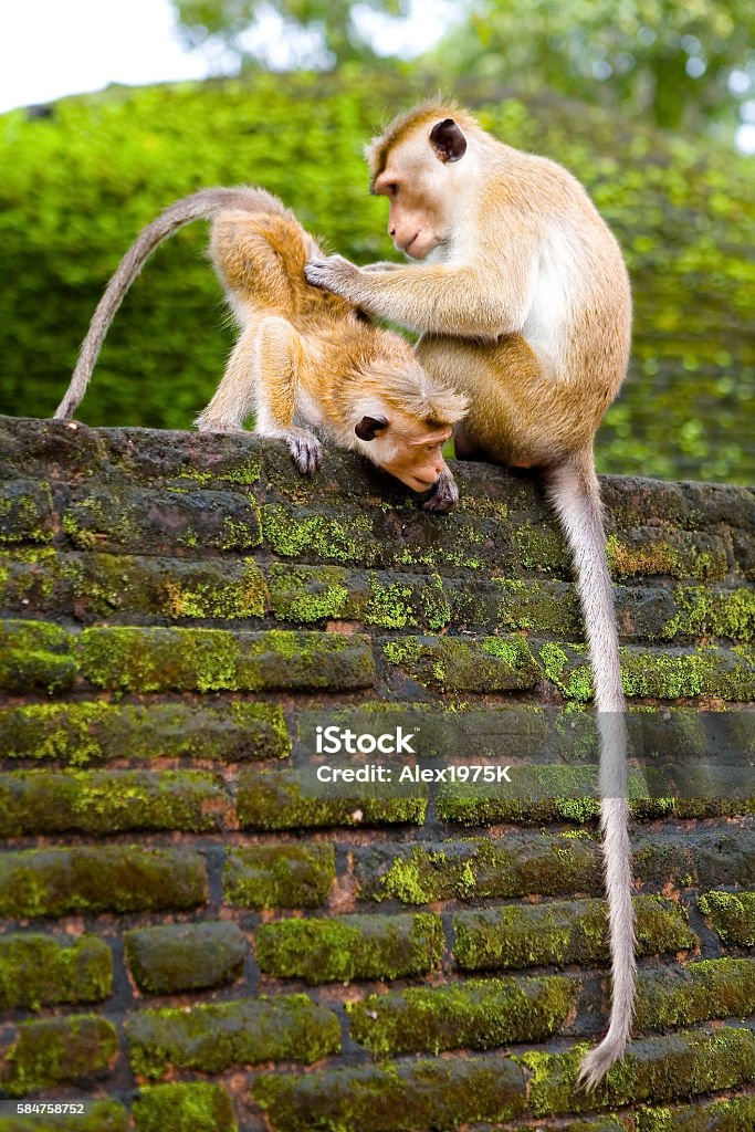 Animals Monkeys,Polonnaruwa. Animal Wildlife Stock Photo