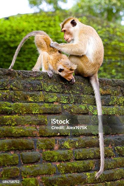 Animals Stock Photo - Download Image Now - Animal Wildlife, Animals In The Wild, Ape