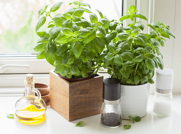 istock fresh basil herb in pot olive oil kitchen window 584759400