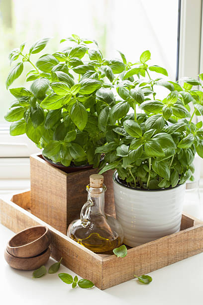 istock fresh basil herb in pot olive oil kitchen window 584759474