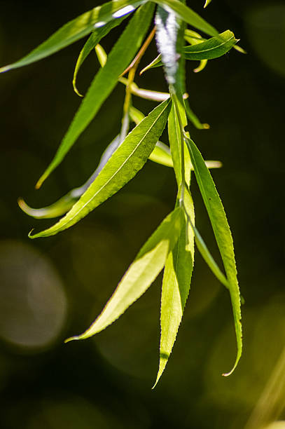hojas de sauce llorón - willow leaf weeping willow willow tree tree fotografías e imágenes de stock