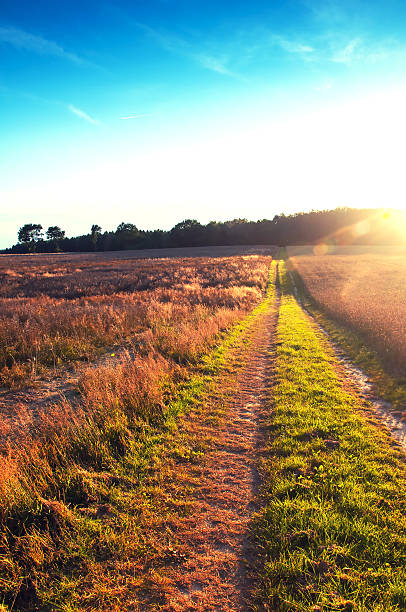 istock Sandy country road through the fields 584760516
