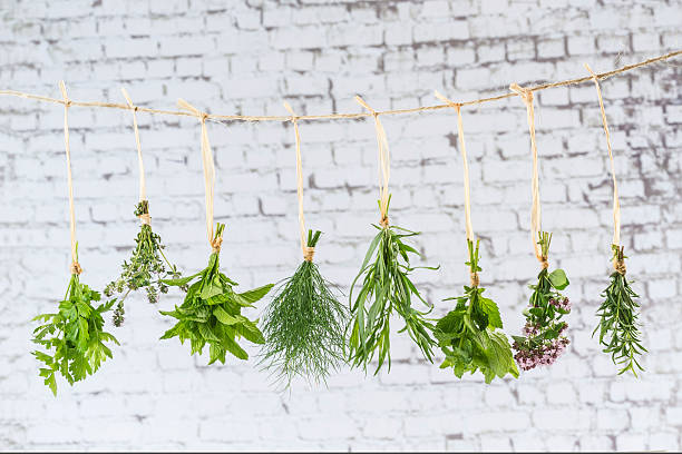 istock Variety of Fresh herbs hanging 584760612
