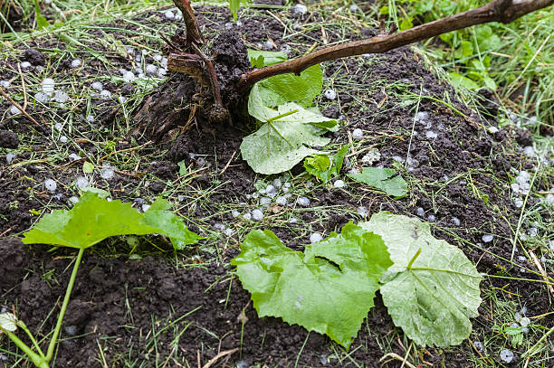 hageleiskugeln im weinberg - crop damage stock-fotos und bilder