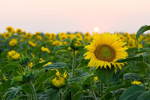 istock blooming sunflowers in the field 584761440