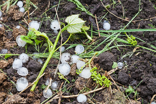 Ice balls in vineyard after heavy hailstorm, damaged young shoots and ovary grapes