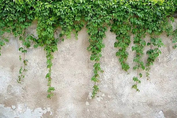 Photo of Climbing leaves on grey wall background