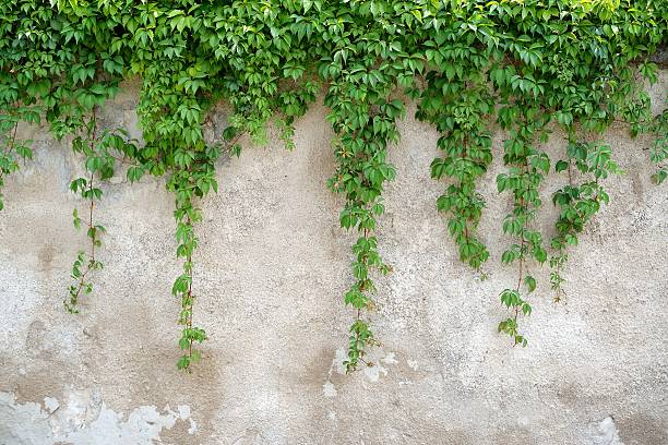 climbing leaves on grey wall background - bordered imagens e fotografias de stock