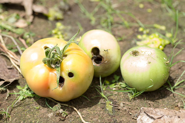 Tomatoes dameged by Helicoverpa armiger on the farm