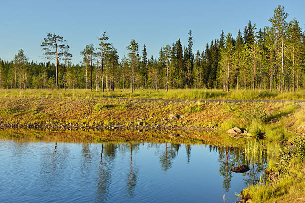 istock Evening. Coastline of northern lake 584763918