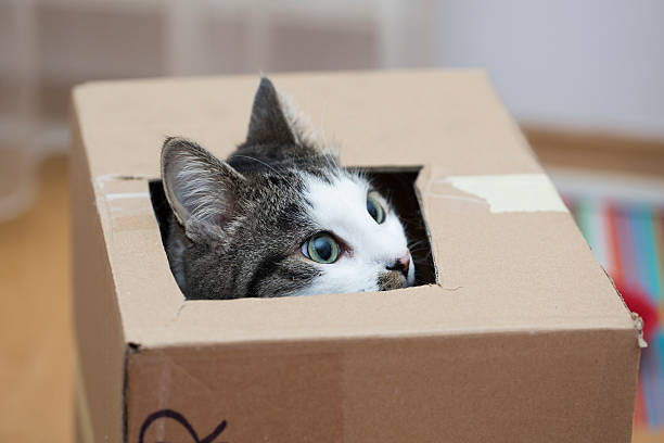 istock cat in the cardboard box 584764020
