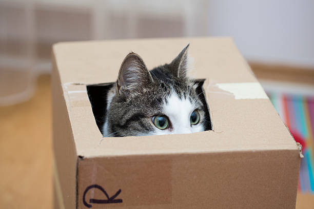istock cat in the cardboard box 584764060