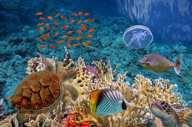 couleur récif corallien, avec beaucoup de poissons et de tortues de mer - vitality sea aquatic atoll photos et images de collection