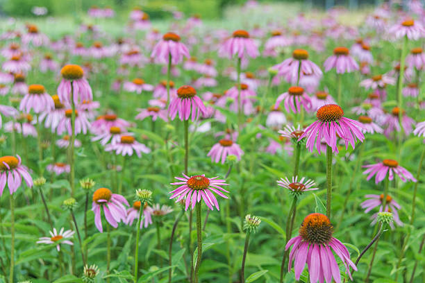 istock Large plantation of Echinacea Purpurea 584765802