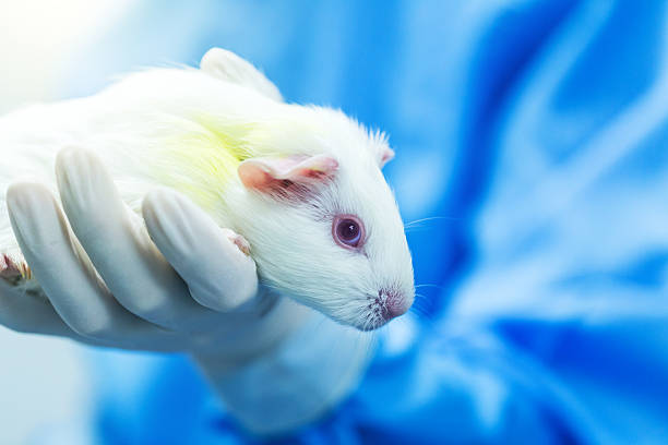 istock Guinea pig hold by researcher hand in lab 584766324