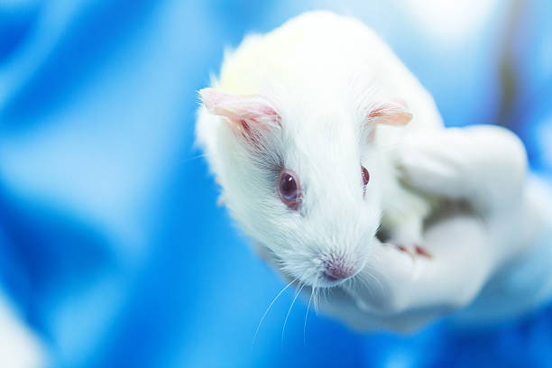 Guinea pig hold by researcher hand in lab