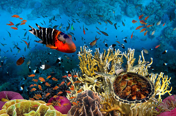 istock Underwater picture with great variety of fish 584766656