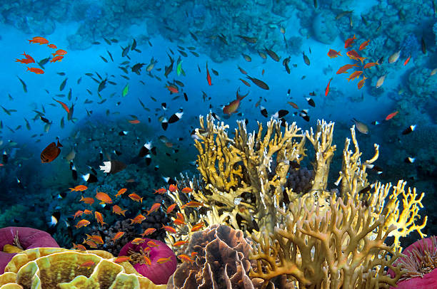 istock Underwater picture with great variety of fish 584766718