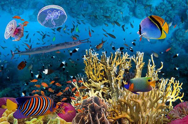 istock Underwater picture with great variety of fish 584766768