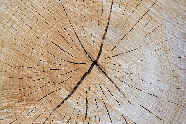 istock Cross section of tree truck close up 584766794