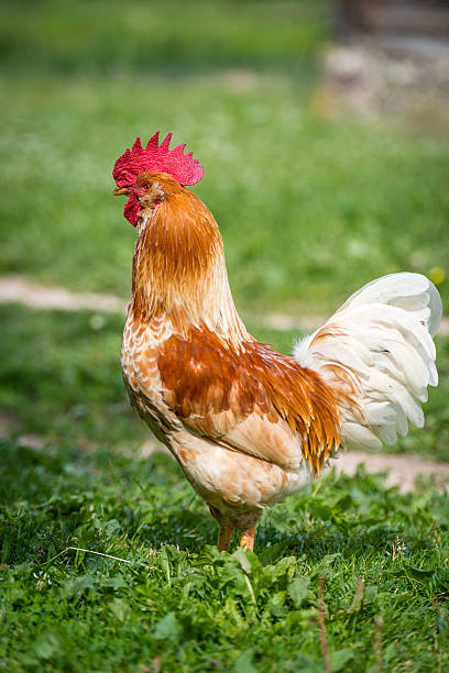 istock Beautiful Rooster on nature background 584766846
