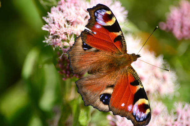 istock Peacock Butterfly, Aglais io (Inachis) European, Beesands, South Devon, England 584767554