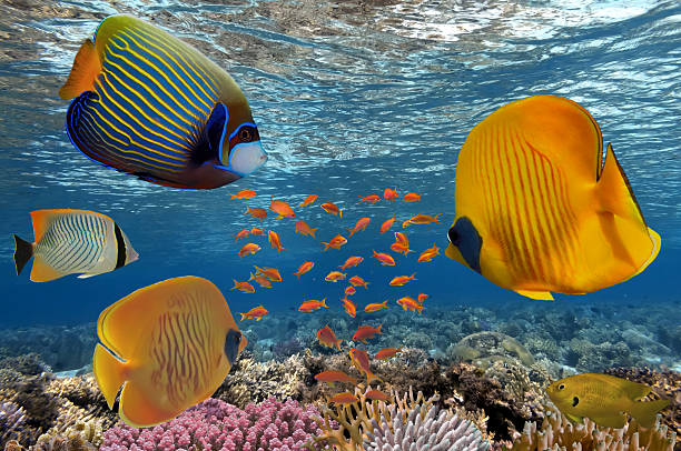 istock Masked Butterfly Fish and coral reef, Red Sea 584767838