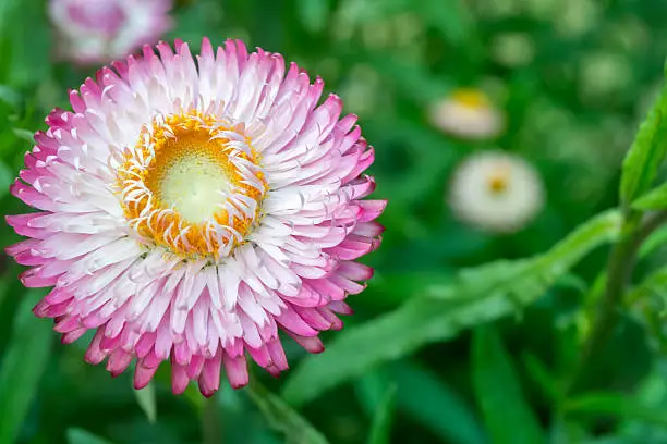 Pink Straw flower, Everlasting,flowers