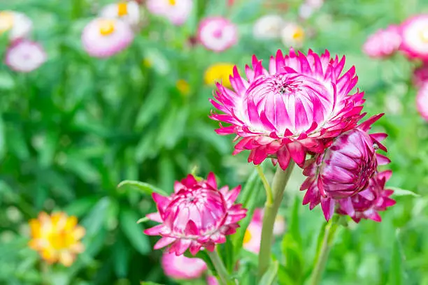 Straw flower, Everlasting,flowers in garden