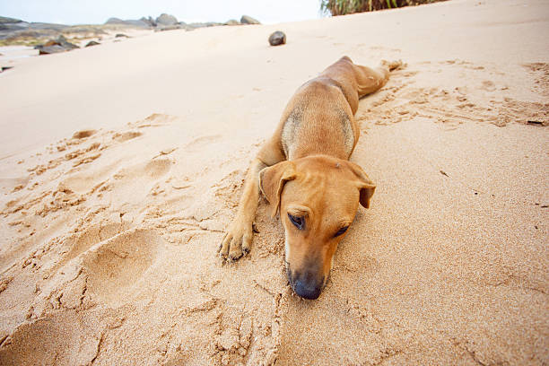 istock Dog lying on the beach of Sri Lanka 584768718