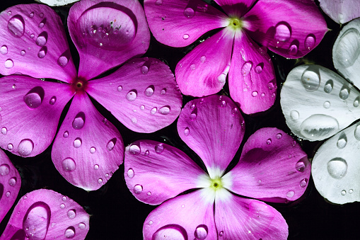 Gotas De Agua Sobre Una Flores Foto de stock y más banco de imágenes de Abstracto - Abstracto, Azul, Cabeza de flor - iStock Gotas De Agua Sobre Una Flores Foto de stock y más banco de imágenes de Abstracto - Abstracto, Azul, Cabeza de flor - iStock
