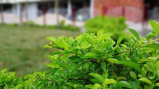 istock Close-up green leaves. 584769058