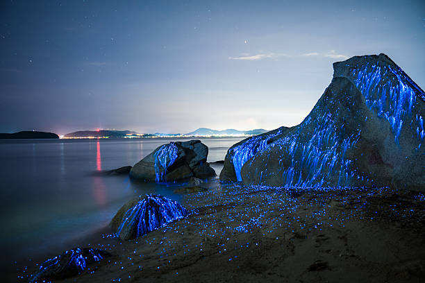 Large stones on the beach in Okayama, Japan appear to weep as bio-luminescent shrimp leave light trails in the night.