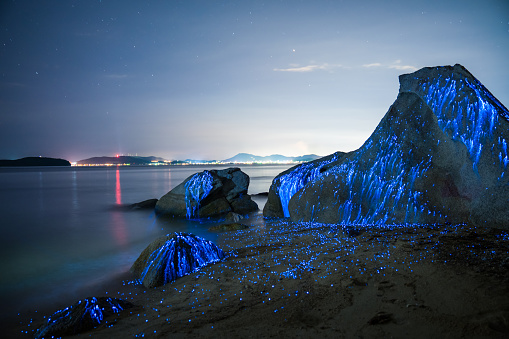 Large stones on the beach in Okayama, Japan appear to weep as bio-luminescent shrimp leave light trails in the night.