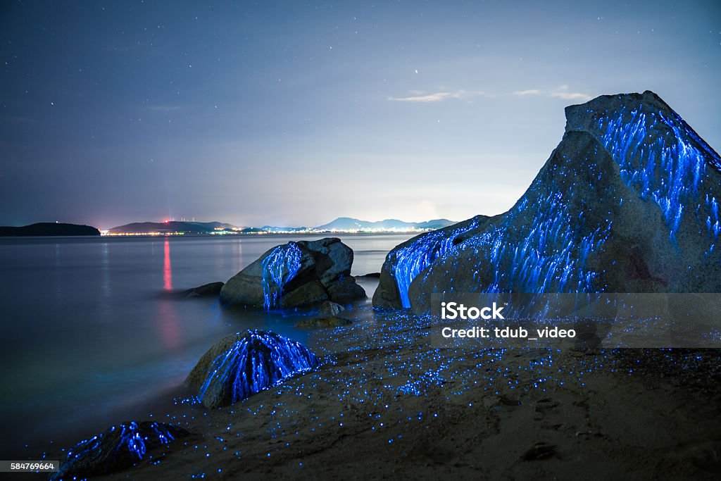 Large stones appear to weep on the beach Large stones on the beach in Okayama, Japan appear to weep as bio-luminescent shrimp leave light trails in the night. Bioluminescence Stock Photo
