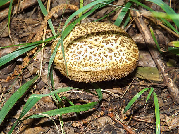 istock Puff Ball Fungi 584770176