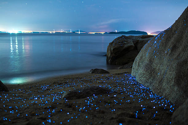 Sea fireflies Bioluminescent sea fireflies glittering like diamonds on the rocks and sand. Okayama, Japan. July 2016 bioluminescence water stock pictures, royalty-free photos & images