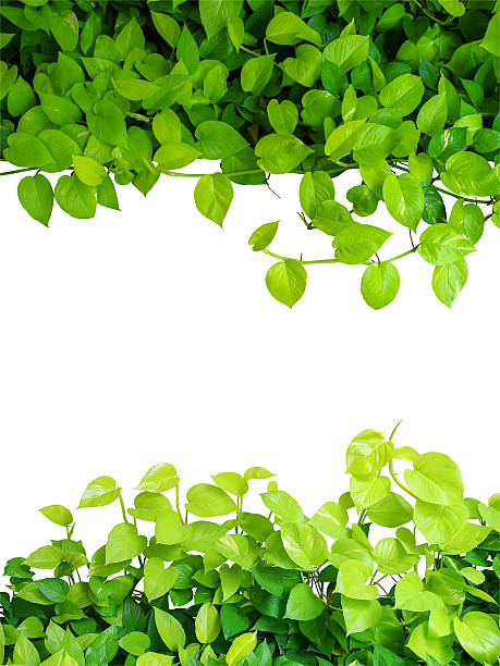 istock Heart shaped green yellow leaves vine, devil's ivy, golden potho 584771642
