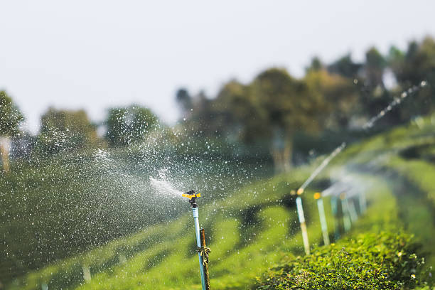 istock Tea farm at chiang rai, Thailand 584771720
