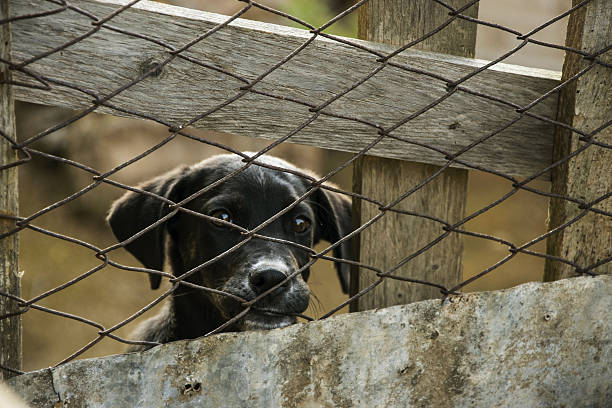 istock Puppy black dog behind bars on country side 584771750