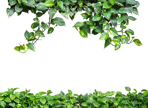 istock Heart shaped green yellow leaves vine, devil's ivy, golden potho 584771818