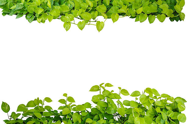istock Heart shaped green yellow leaves vine, devil's ivy, golden potho 584771976