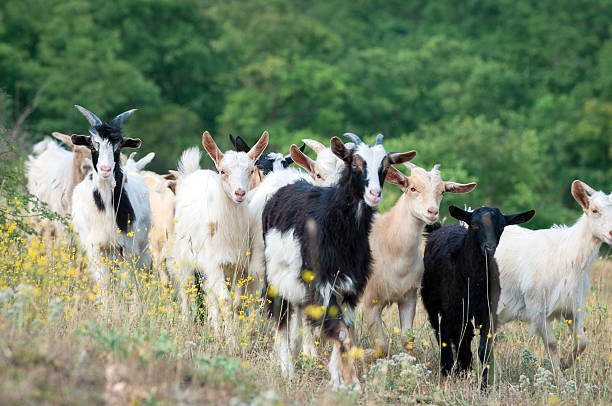 les chèvres sur un pâturage d'été - goat hoofed mammal living organism nature photos et images de collection