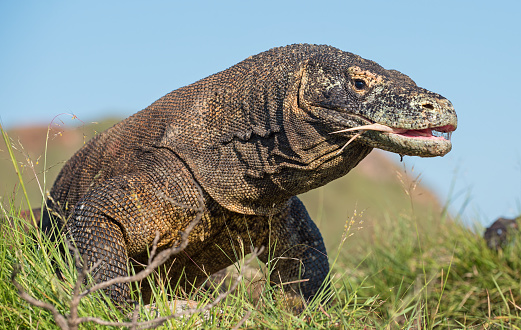 El dragón de Komodo  photo