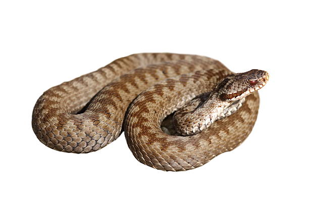 female berus viper over white female european common viper isolated over white background ( Vipera berus ) common adder stock pictures, royalty-free photos & images