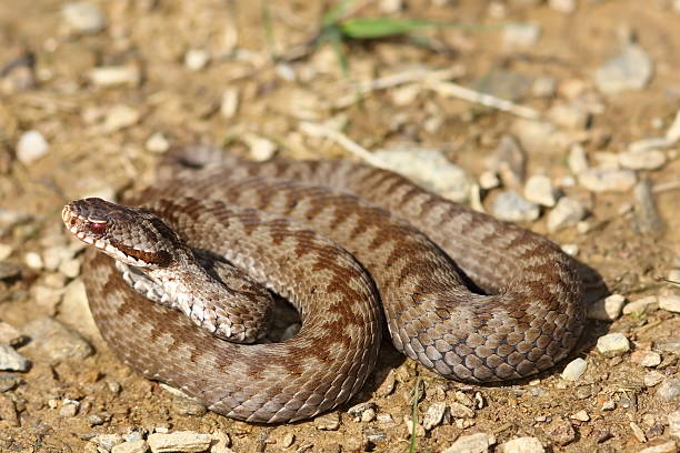 istock female common crossed adder on ground 584773204