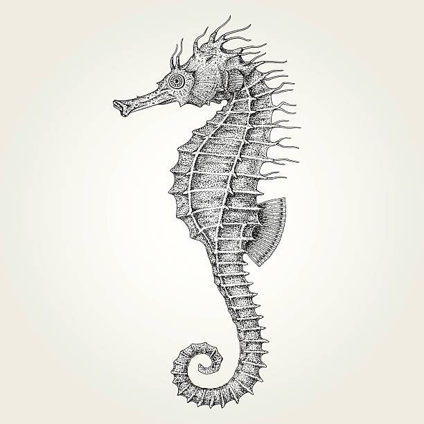 ilustraciones, imágenes clip art, dibujos animados e iconos de stock de caballito de mar dibujado a mano - sea horse