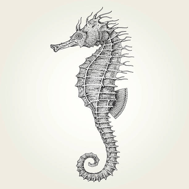 ręcznie rysowany koń morski - underwater animal sea horse fish stock illustrations