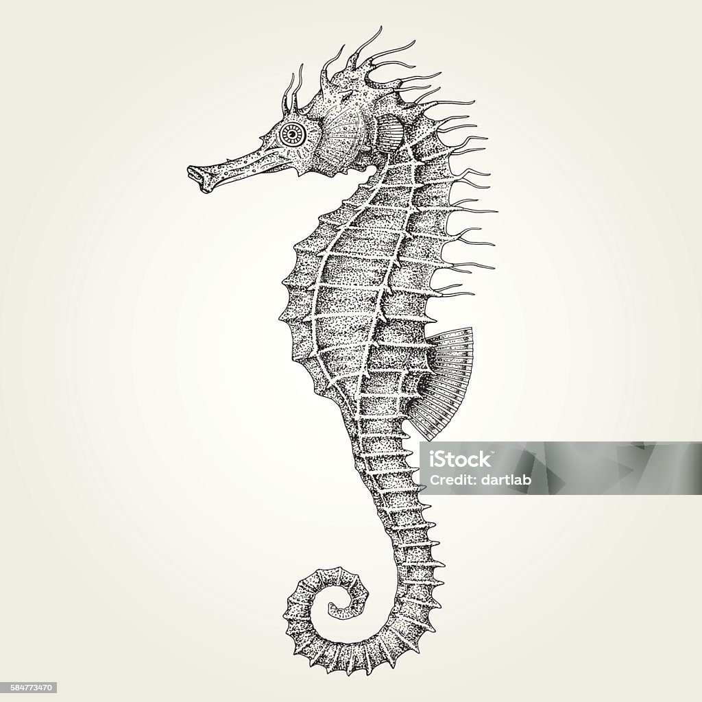 Hand drawn seahorse Vintage vector illustration of marine fish Seahorse stock vector