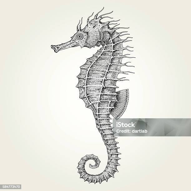 Hand Drawn Seahorse Stock Illustration - Download Image Now - Seahorse, Old-fashioned, Illustration